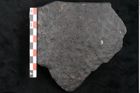 Foto (Detailansicht) von Lepidodendron sp.  (NHMW-GEO-2024-0188-11170)